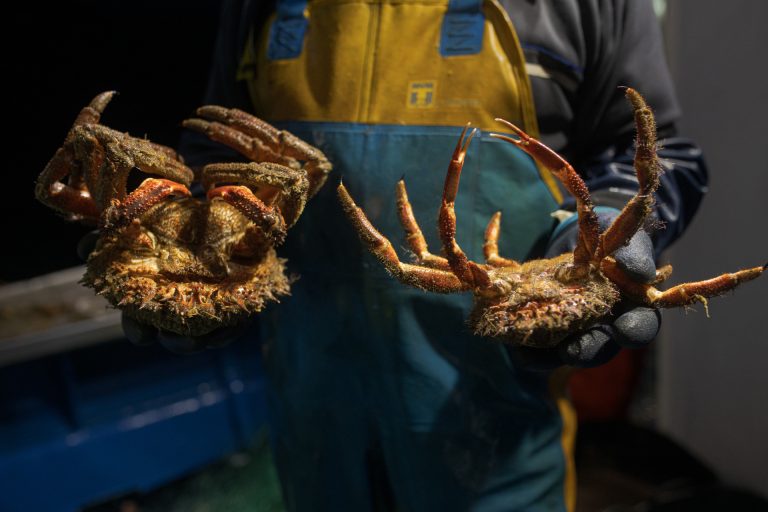 La veda del centollo comenzará en Galicia el 20 de junio, salvo en la costa Lugo que será el 1 de julio
