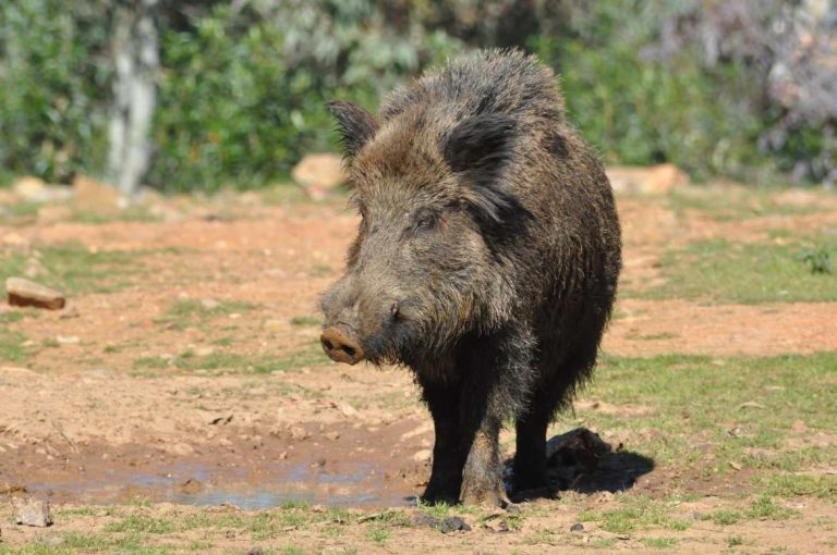 Galicia es la tercera comunidad con más accidentes de tráfico con animales en 2025