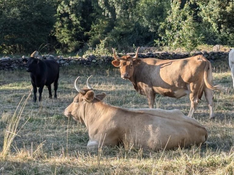 La Eurocámara aprueba el refuerzo del poder de negociación de los agricultores frente a las distribuidoras