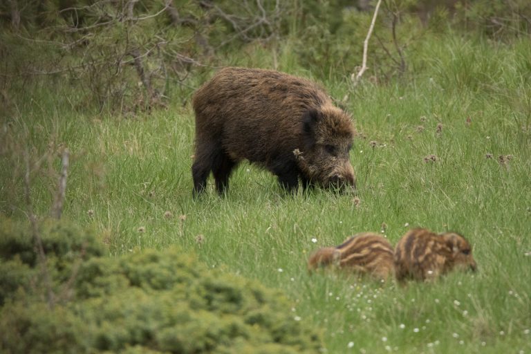 Unións Agrarias pide la emergencia cinegética en comarcas con maíz para «ir por delante de los daños» del jabalí