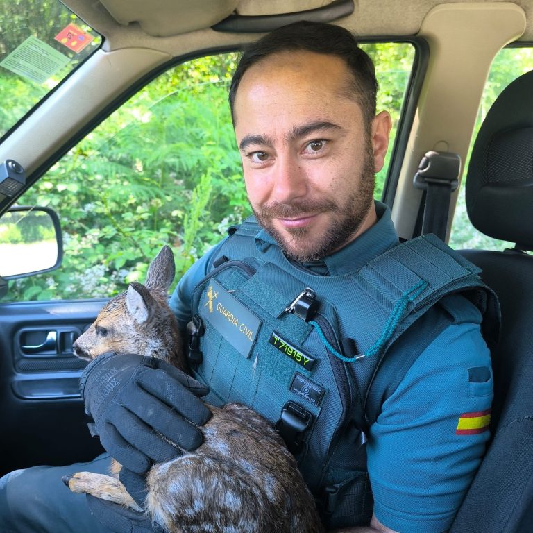 Rescatan a un pequeño corzo desorientado en Becerreá (Lugo)