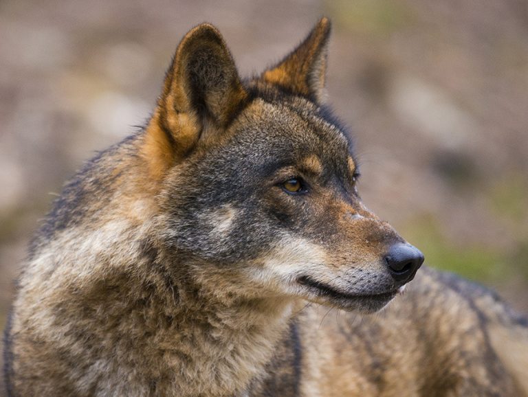 MITECO y CCAA valorarán este lunes los informes sobre el lobo, uno que avala su caza y otro contrario