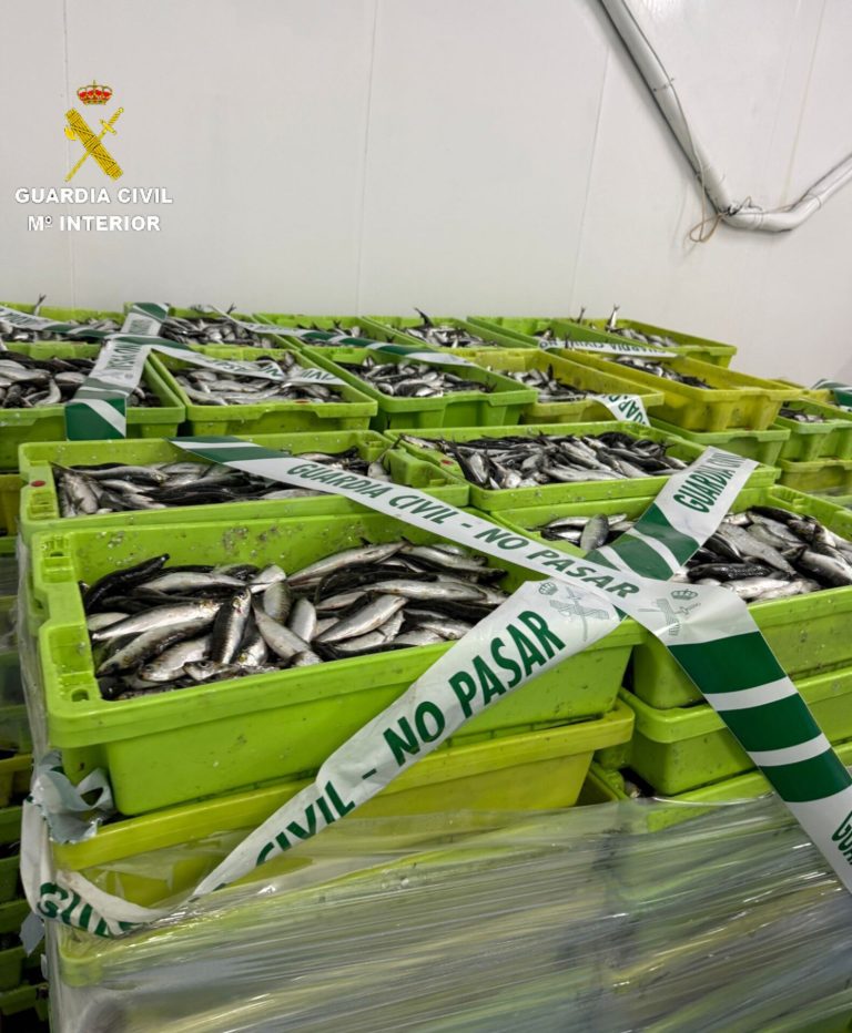 La Guardia Civil interviene más de 3,2 toneladas de sardinas transportadas irregularmente en Portonovo