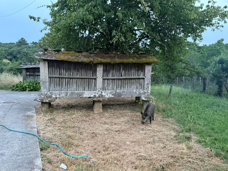 Un jabalí se cuela en una sardinada de San Juan en Boborás (Ourense): «En Boborás, la hospitalidad, va por delante»