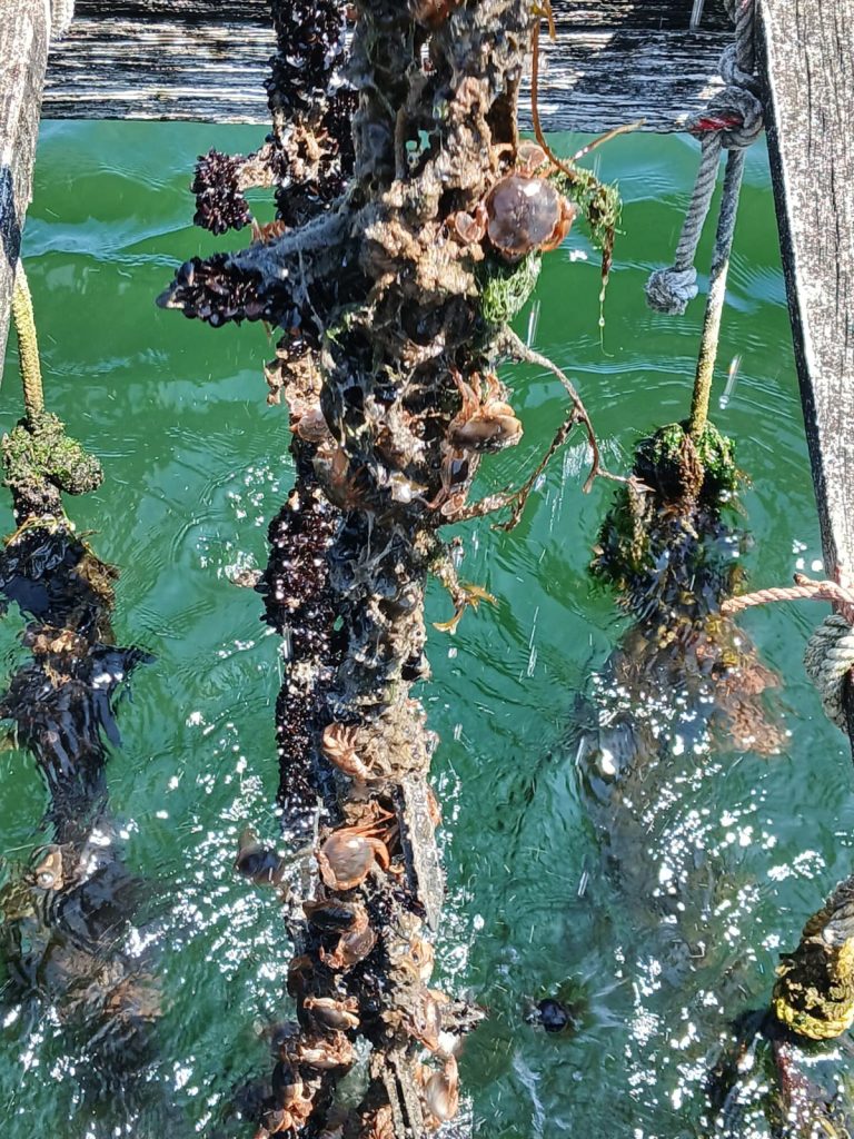 Pesca.- Productores de mejillón alertan de «proliferación sin precedentes» de ‘patuxo’ que devora mejillas en las bateas