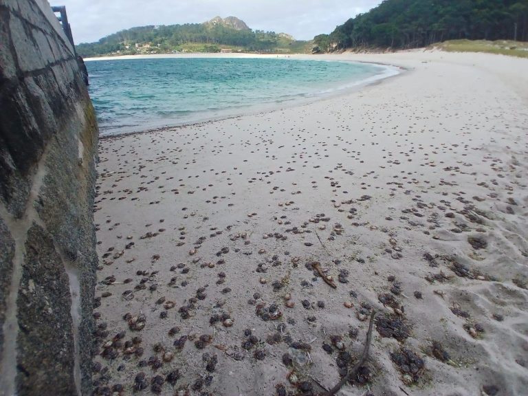 Cíes recibe la llegada «masiva» de cangrejos patudos a sus playas y zonas rocosas por tercera vez este año
