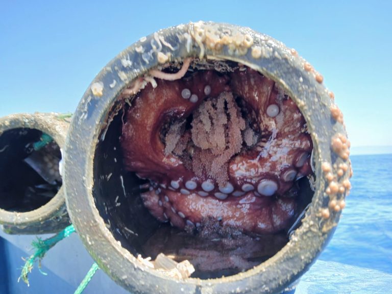 Pesca.- Gardacostas incauta más de 267 kilos de pulpo y 561 cacharros en la Ría de Arousa y en la zona de A Guarda