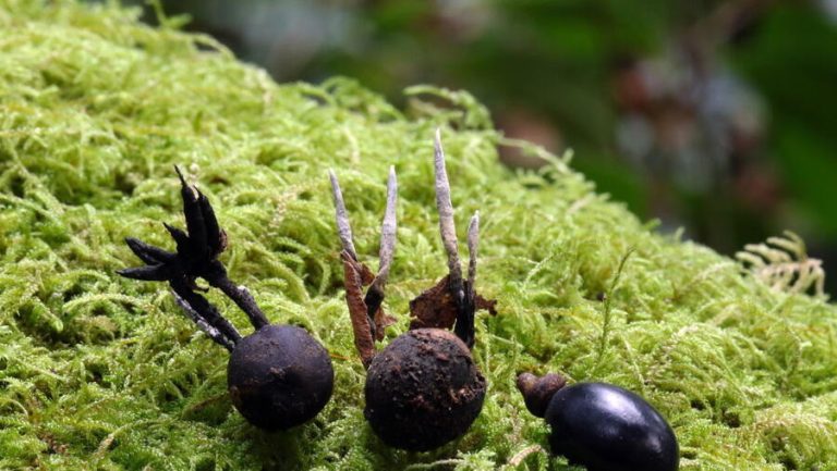 Descubren una nueva especie de hongo en la Illa de Cortegada
