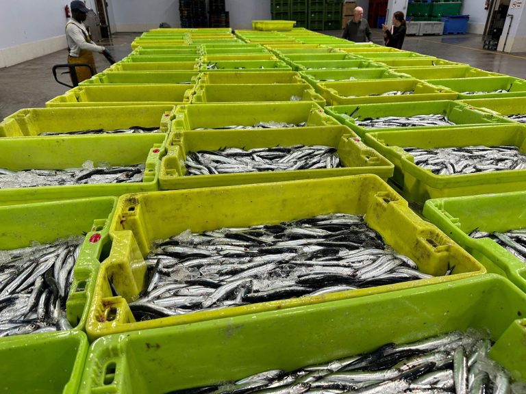 Pesca.- La cuota de anchoa de la costa oeste de Galicia asciende a 1.632 toneladas