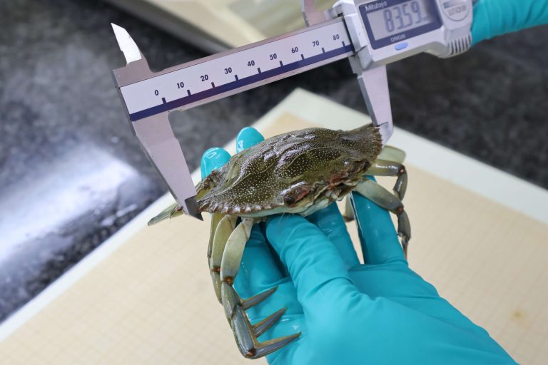 Una investigación del IEO de Vigo analiza el papel del cangrejo azul como indicador de contaminación por microplásticos