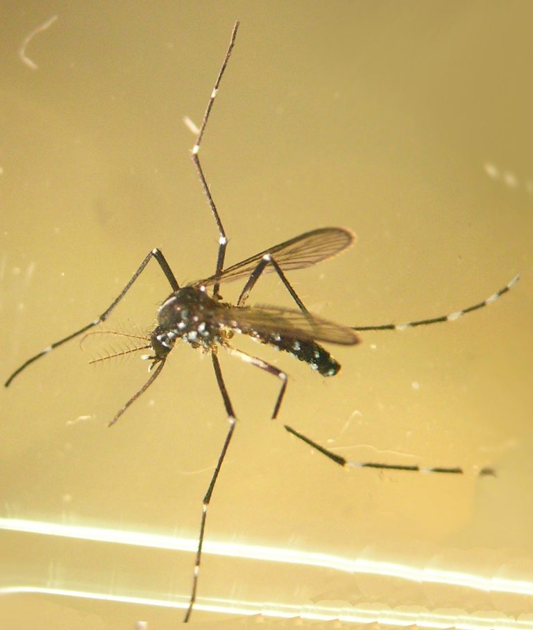 Detectada la presencia de mosquito tigre en A Coruña, que se suma a 12 ayuntamientos de Pontevedra