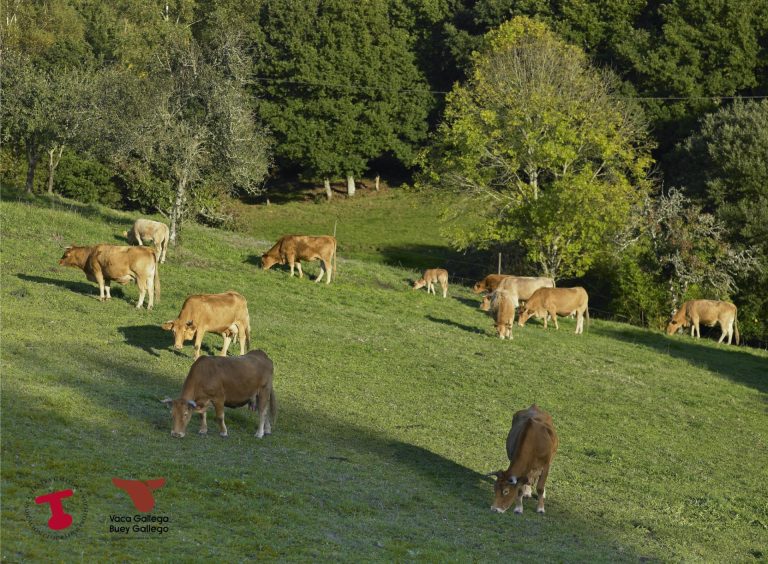 Rural.- El vacuno de carne afronta con preocupación un «cóctel» que va a provocar una caída de precios, según UU.AA.