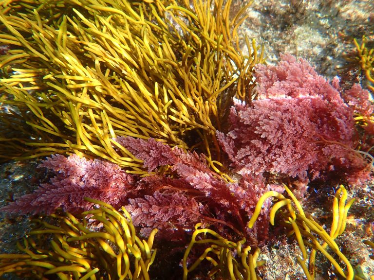 Detectada por primera vez en las costas de Galicia la macroalga invasora tropical ‘Asparagopsis’