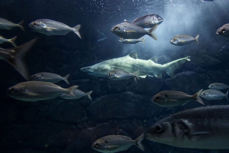 Muere el tiburón toro del Aquarium Finisterrae tras 20 años en A Coruña