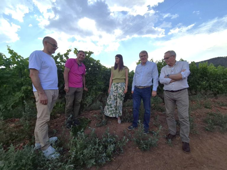 Rural.- Medio Rural destaca las «buenas previsiones» de la próxima vendimia en las cinco denominaciones de origen