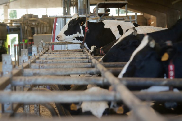 Rural.- Unións Agrarias propone que las industrias que transformen la leche tengan «un plus» en el acceso a ayudas