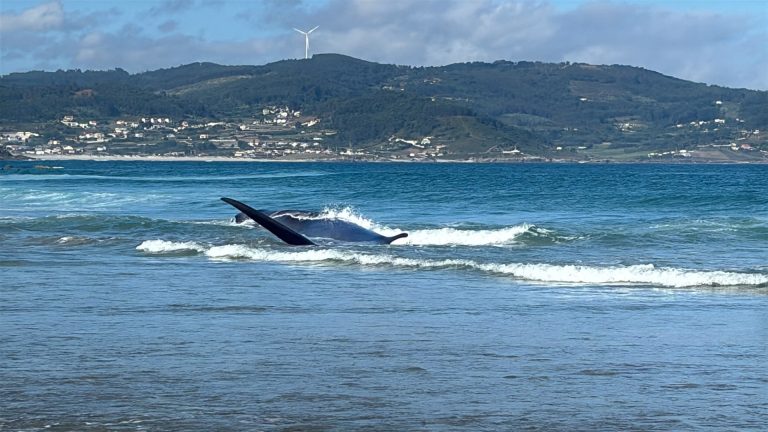 Sucesos.- Reflota el cuerpo de la ballena varada en Arteixo (A Coruña) el lunes y Salvamento la arrastra mar adentro