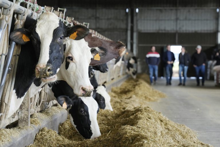 Rural.- Galicia prorroga un mes las medidas ante la dermatosis nodular contagiosa para proteger la cabaña bovina