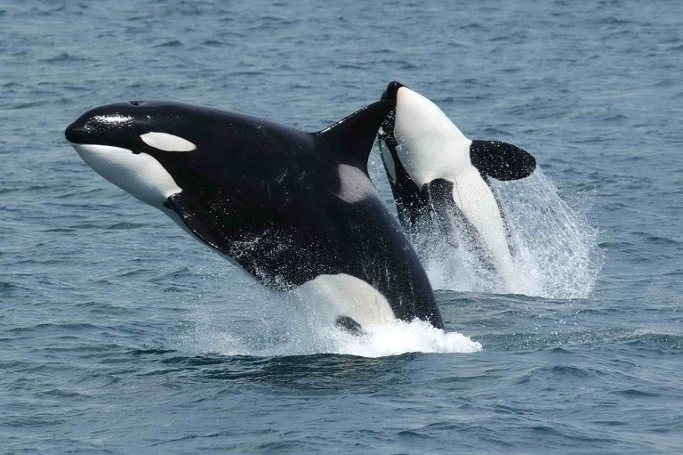 Alfredo López, biólogo del Cemma, asegura que las orcas «no son un peligro» para el ser humano: «Se alimentan de atún»