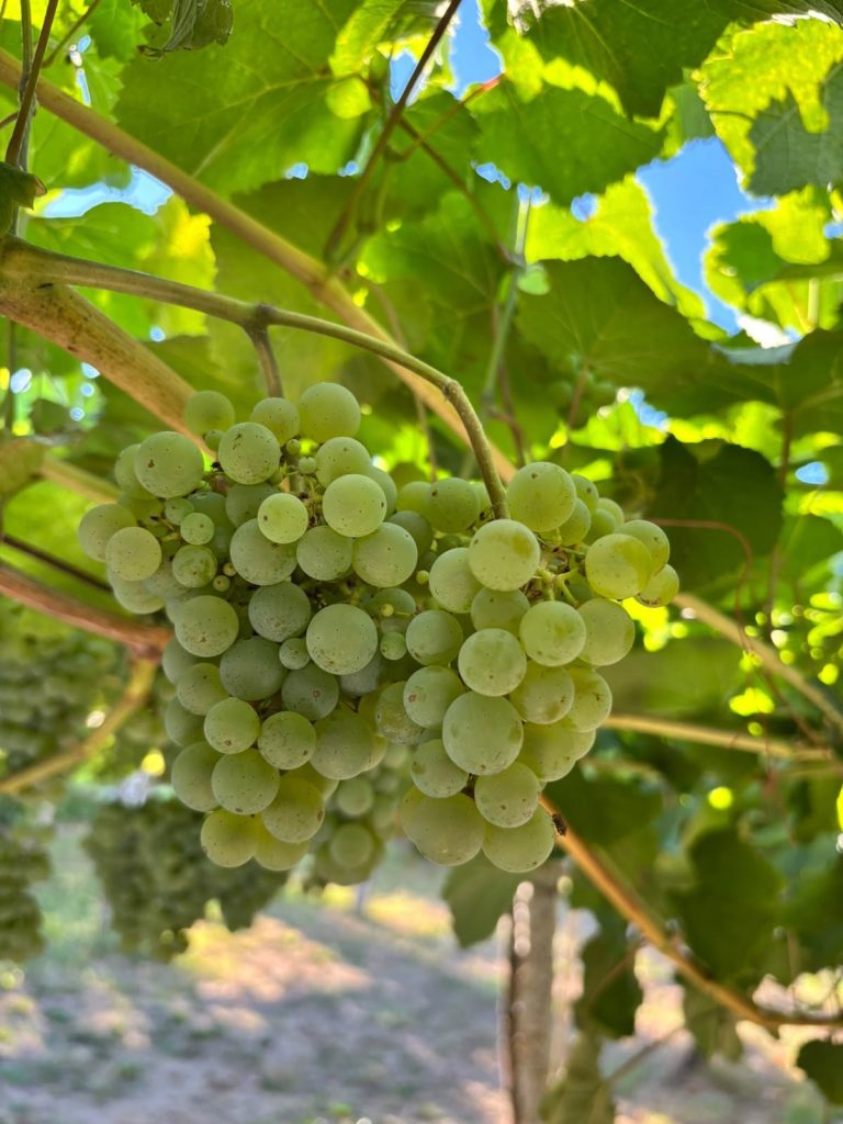 Rural.- El Consejo Regulador de la D.O. Rías Baixas prevé recoger unos 50 millones de kilos de uva durante la vendimia