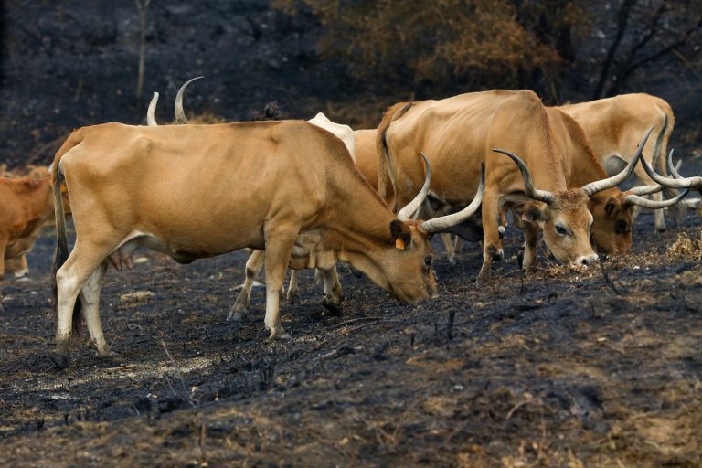 Rural.- Unións Agrarias denuncia la concentración de las ayudas PAC en un número reducido de explotaciones