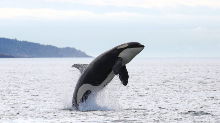 PPdeG urge al Gobierno medidas de vigilancia permanentes ante las interacciones de orcas con embarcaciones en el litoral