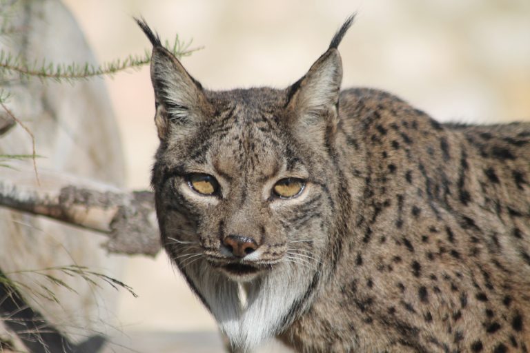 Un proyecto de la UDC reconstruirá la historia evolutiva de los linces europeos mediante ADN