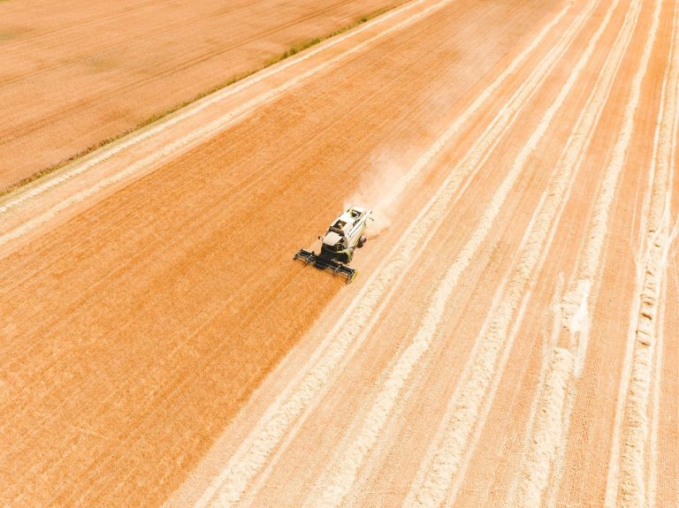 El proyecto ‘Cosecha de Galicia’ impulsa el cultivo de la cebada maltera en A Limia