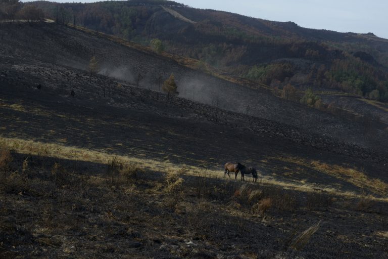 Rural.- Ourense, un año después de los incendios que tiñeron de negro la provincia: «Aún quedan restos de lo que fue»