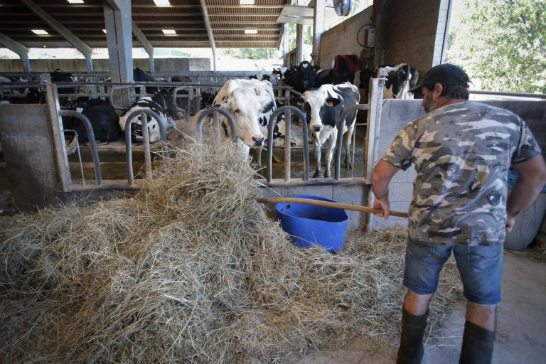 Rural.- Unións Agrarias estima en 164 millones de euros las pérdidas en la producción de forrajes debido a la sequía