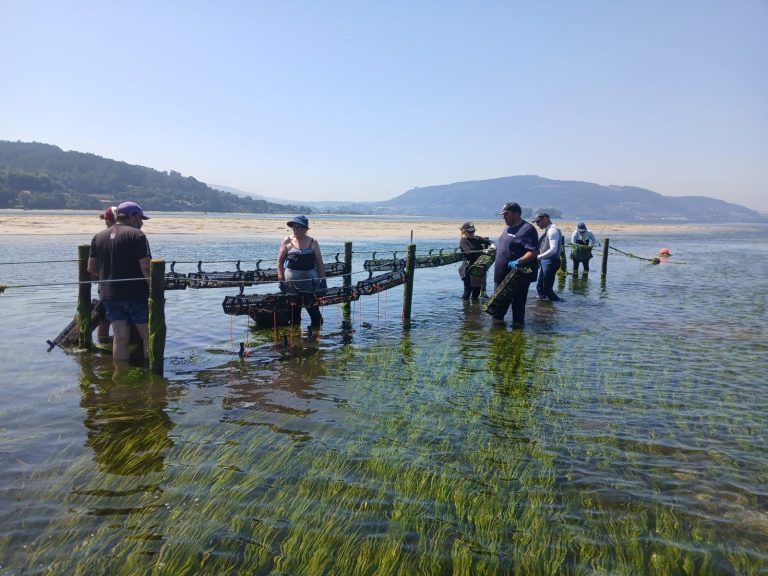 Pesca.-Mar avanza con la Cofradía de Arcade en la recuperación de la ostra plana con la colocación de 100.000 ejemplares