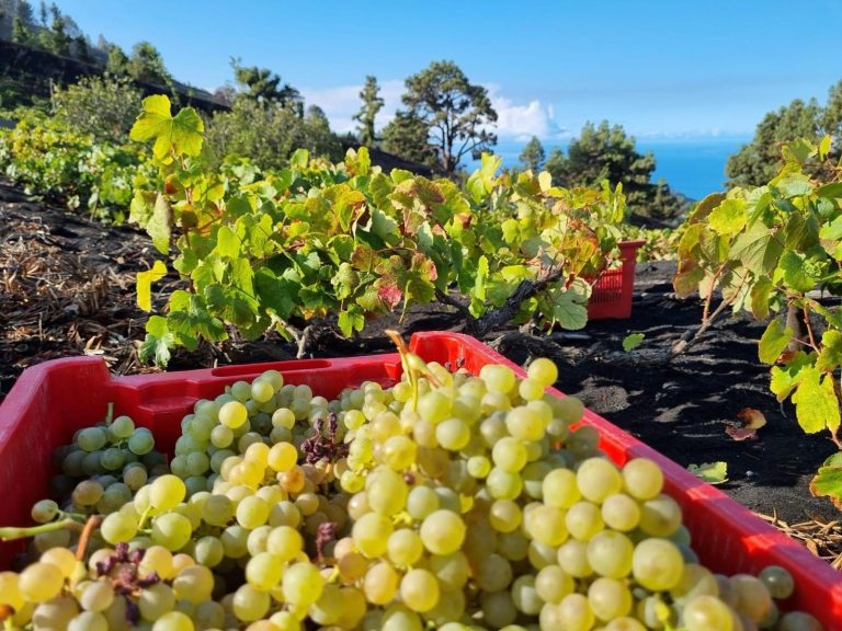 Rural.- UU.AA. prevé otra vendimia «récord» de más de 80 millones de  kilos de uva, pero exige precios «justos»