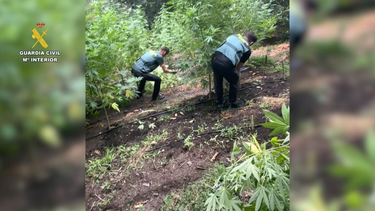 Sucesos.- Intervenidas 243 plantas de cannabis en Negueira de Muñiz (Lugo)