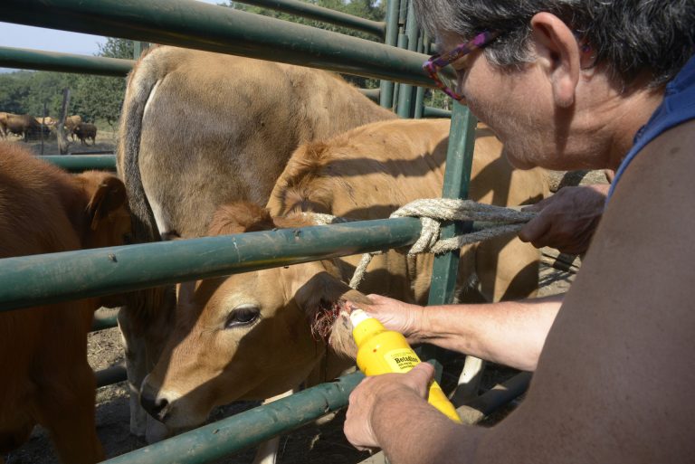 Rural.- Ganaderos, «muy preocupados» por el aumento de enfermedades en bovino gallego: «Nunca puedes estar tranquilo»
