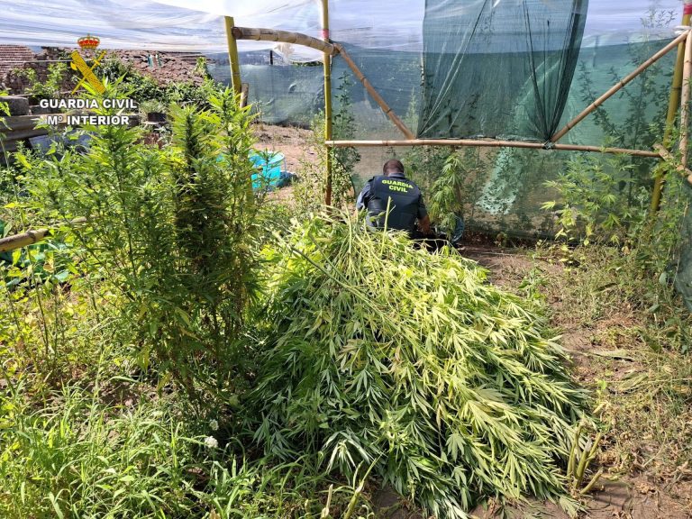 Sucesos.- Investigadas dos personas en Arbo (Pontevedra) tras incautar 19 plantas de marihuana
