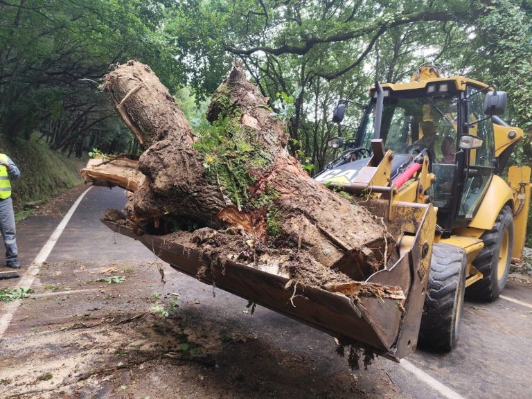 FOTO: Reabre la LU-P-2902, entre Lugo y Ombreiro, tras retirar un árbol que bloqueó la vía