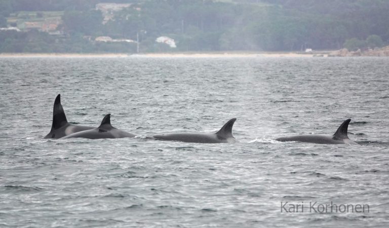 Cuatro orcas embisten una embarcación de recreo en la ría de Pontevedra y dañan su timón