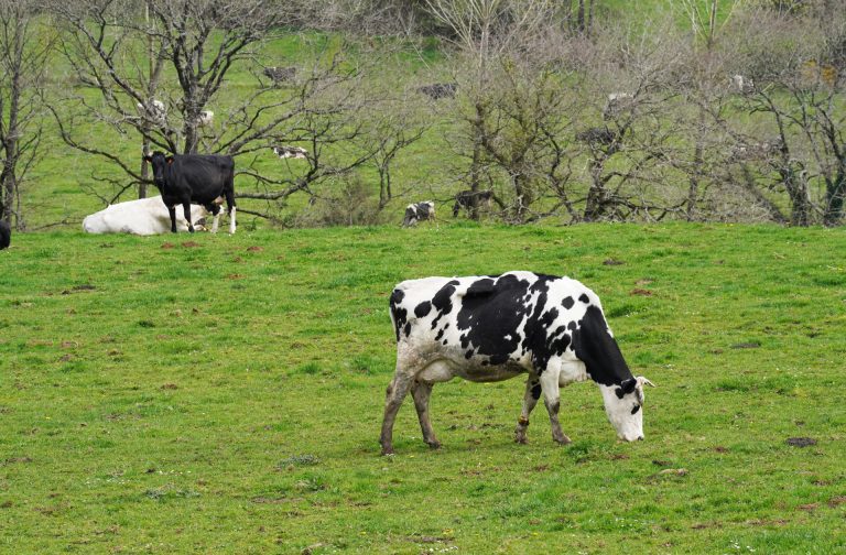 Rural.- Productores de ecológico piden que se autorice temporalmente el uso de alimento convencional debido a la sequía