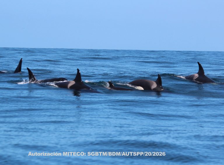 Avistan en la costa gallega a ballenas, delfines y orcas e identifican a la abuela Toñi, disparada hace semanas