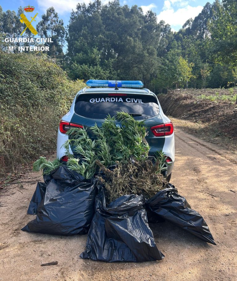 Sucesos.- Intervenidas en Cambados (Pontevedra) cinco plantas de marihuana y más de 600 gramos de cogollos