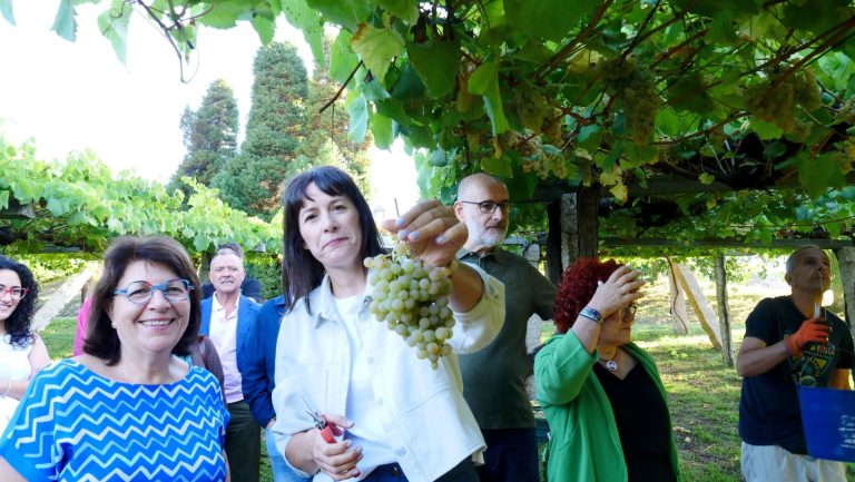 Rural.- Pontón insta a la Xunta a garantizar la recogida de uva a todos productores y recuperar la mesa del vino
