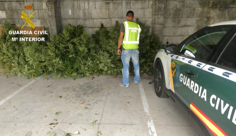 Sucesos.- Incautadas 11 plantas de marihuana en Mondariz (Pontevedra)