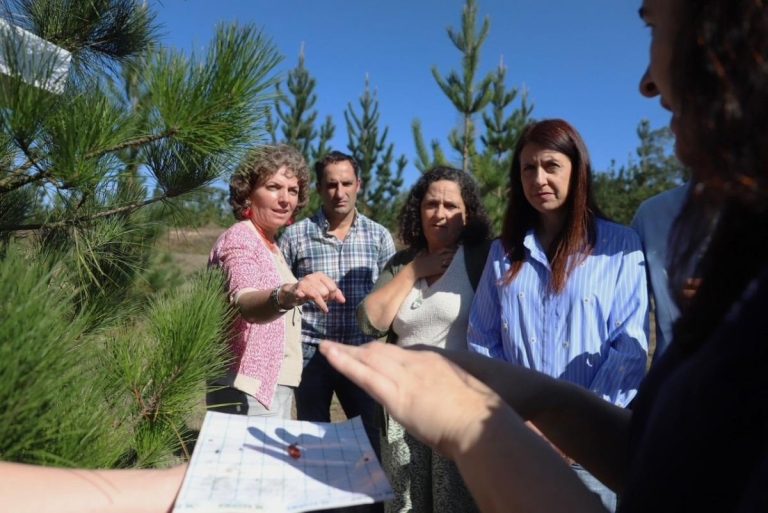 Rural.- El vivero público de A Falmega, en Oroso, incorpora semillas de Pinus radiata más resistentes a las plagas