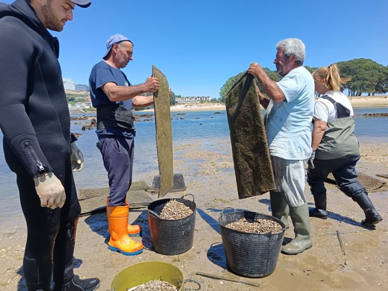Pesca.- La Cofradía de Pescadores de A Coruña siembra 1,1 millones de unidades de almeja babosa