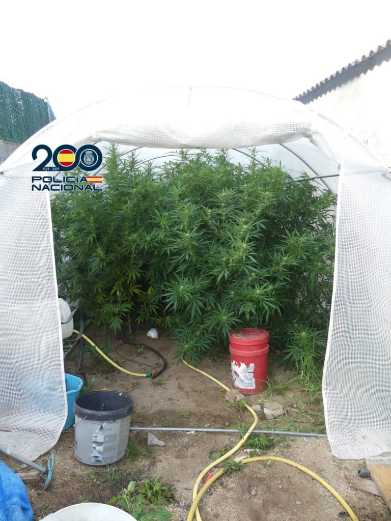 Sucesos.- Detenido un hombre tras intervenir una plantación de marihuana en Marín (Pontevedra)