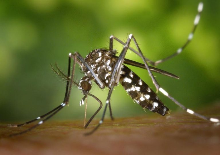 La Xunta hace un llamamiento para extremar en septiembre las medidas la prevención frente al mosquito tigre