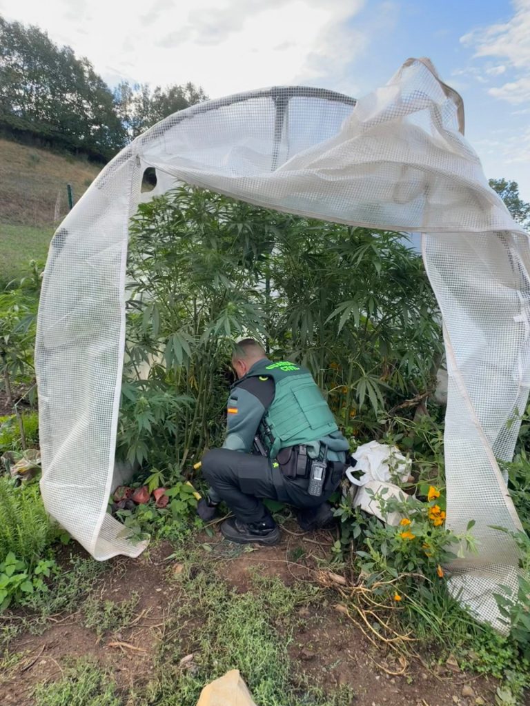 Investigado un vecino de As Nogais (Lugo) por una plantación de cannabis