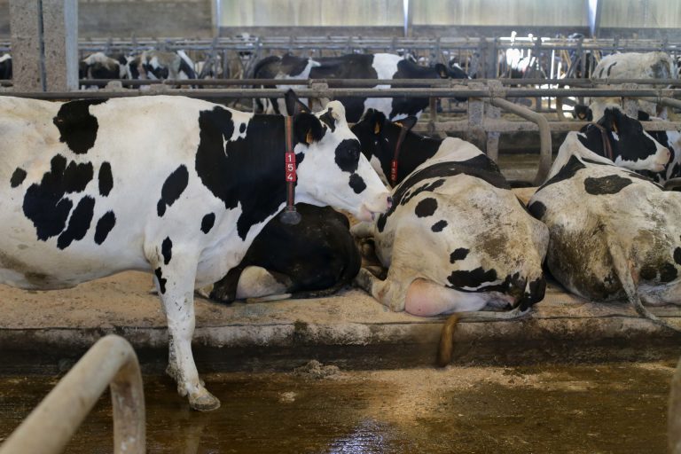 UUAA alerta de la caída del precio de la leche y el aumento de costes, y pide actuar a los organismos de control