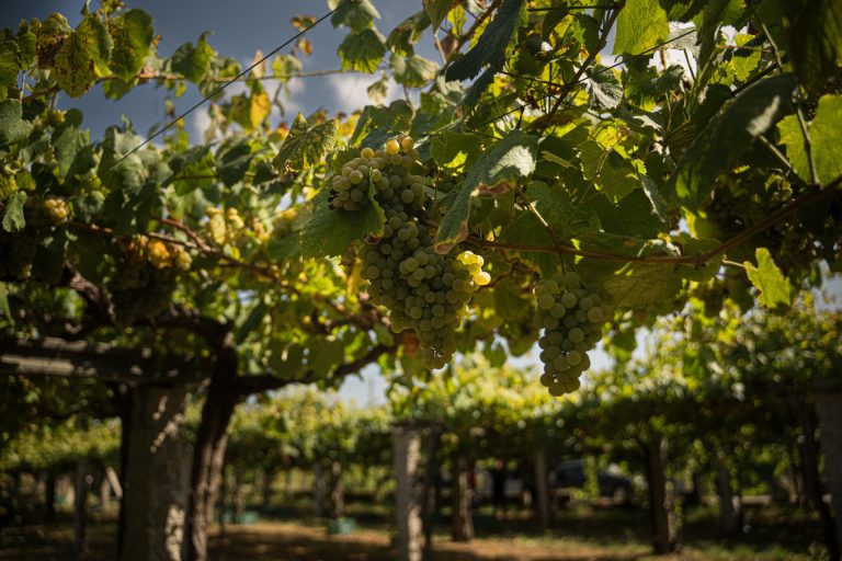 Rural.- La vendimia en la D.O. Rías Baixas supera el ecuador y encara la recta final con 45,8 millones de kilos de uva