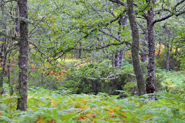 La Fundación RÍA lanza una convocatoria para impulsar proyectos locales en el entorno de las Fragas do Eume